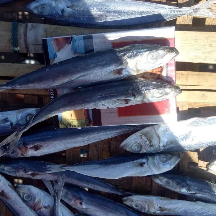 

Siap Kirim Ikan Layang Asin / Japuh Layang 1kg - Seafood Kering