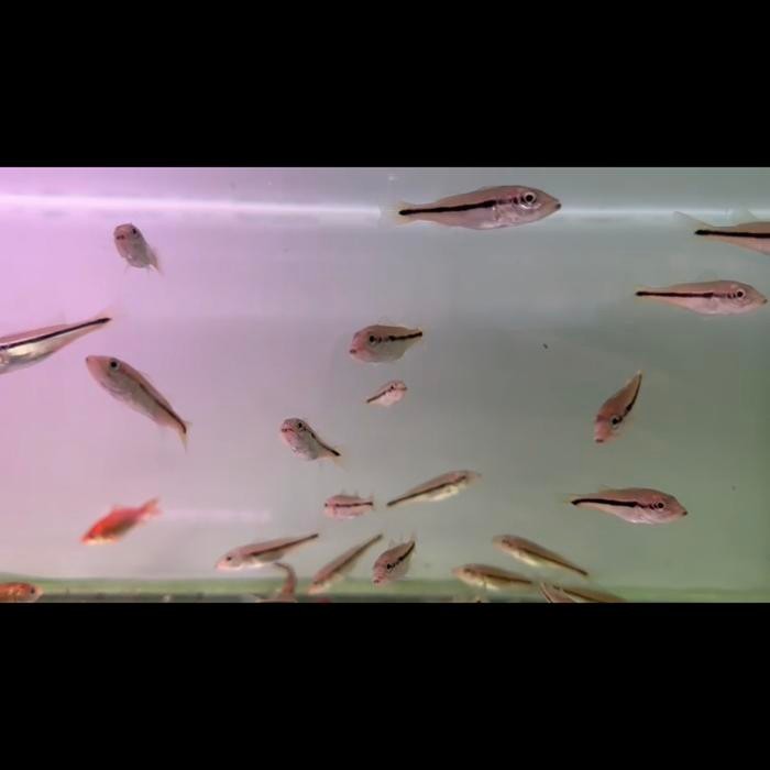 Bisa Spk Pbass / Peacockbass Temensis Venezuella 6Cm