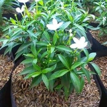 

paket tanaman rembosa mini 10 pohon/tanaman rebosa