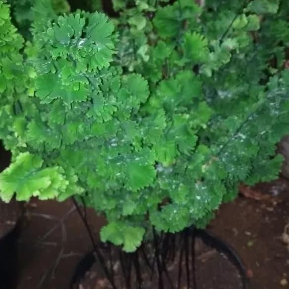 

Tanaman suplir tusuk sate