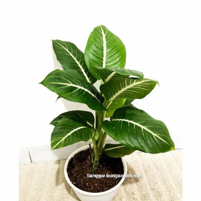 

TANAMAN HIAS DIFFENBACHIA GREEN MAGIC + POT PUTI