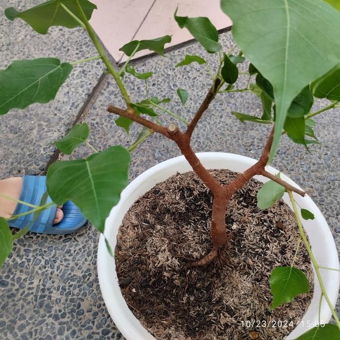 

Pohon Bodhi bahan Bonsai Bodi ficus religiosa suci bibit Bakal bonsai