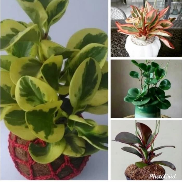 

paket teplan 4 item /clusifolia/tanaman hias