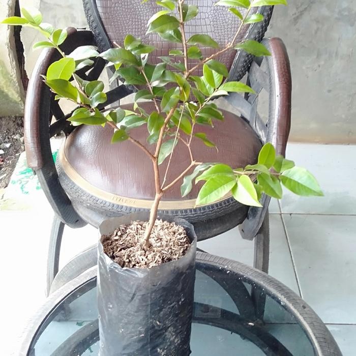 

Bibit Anggur Preco/ Anggur Brazil Ukuran Polibek 30