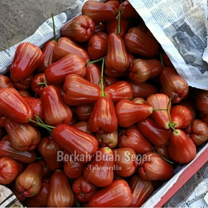 

Jambu Cincalo Merah (1Kg)