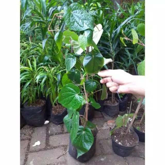 

Tanaman sirih hijau / tanaman obat herbal