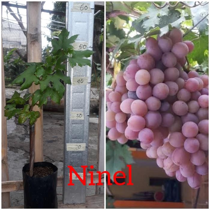 

Bibit Anggur import Ninel