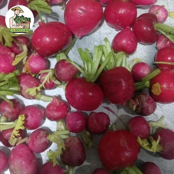 

LUXEHEALTH- Lobak Merah - Red Radish - Lobak Merah 1 Kg - Fresh Segar