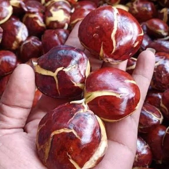 

LUXEHEALTH- Jengkol Sepi Tua Premium Segar 1Kg Murah Dengan Kecombrang Masakan