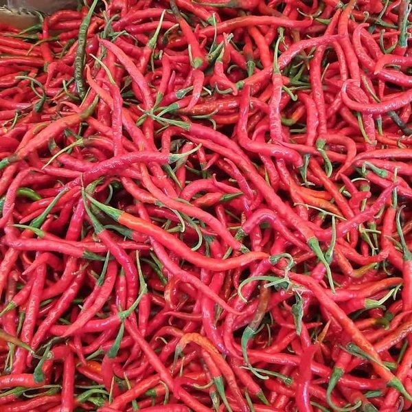 

LUXEHEALTH- Cabe Merah Keriting Segar Per 500G [Gojek/Grab Only]