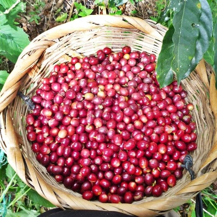 

Kopi Arabika Sidikalang - Biji Kopi Sangrai - 200 gr