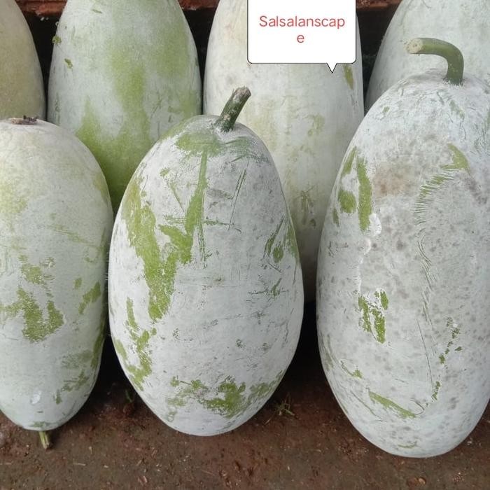 

Buah Bligo Kundur 2,5 Sampay 3 kg
