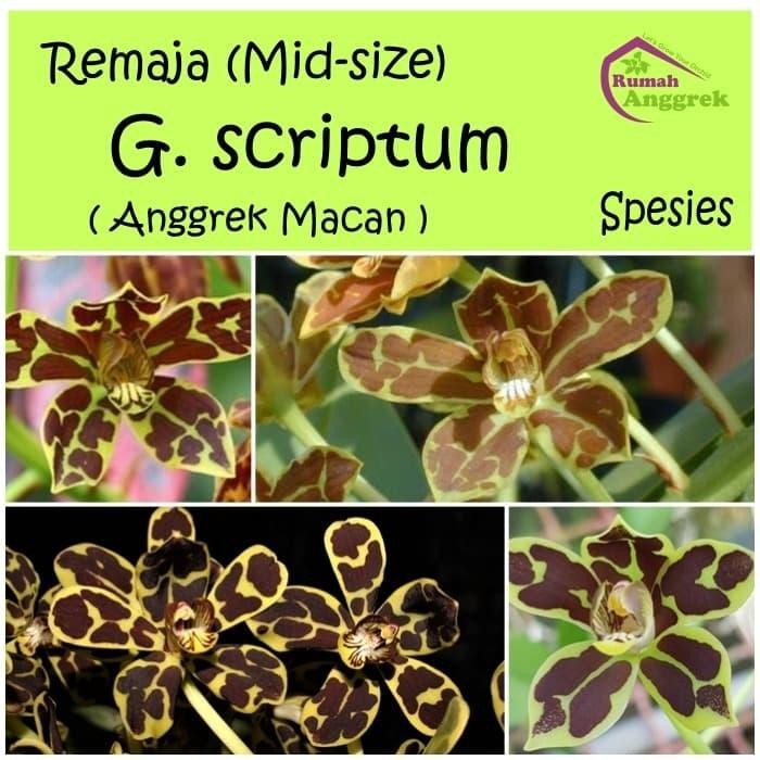 Remaja Grammatophyllum Scriptum spesies anggrek bibit macan gramma