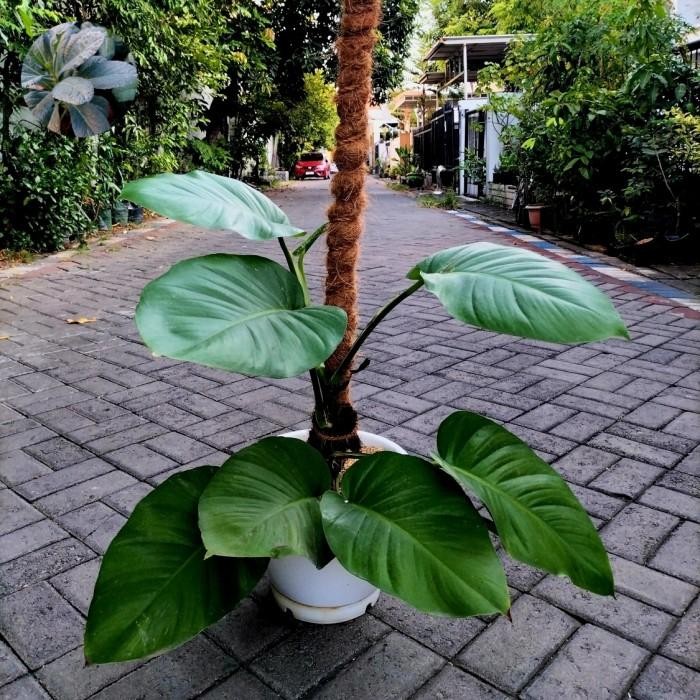 Tanaman Sirih Gading Jumbo/Jade Pothos Jumbo on Pot Gentong No. 30 + Turus 120 Cm Real Pict