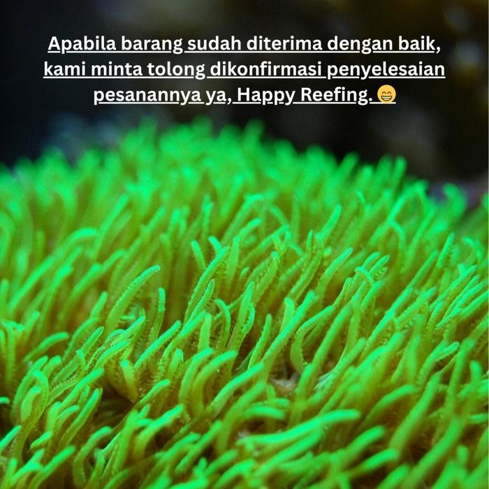 Acclimation Solution Untuk Aklimasi Ikan Air Laut/Tawar 1000Ml