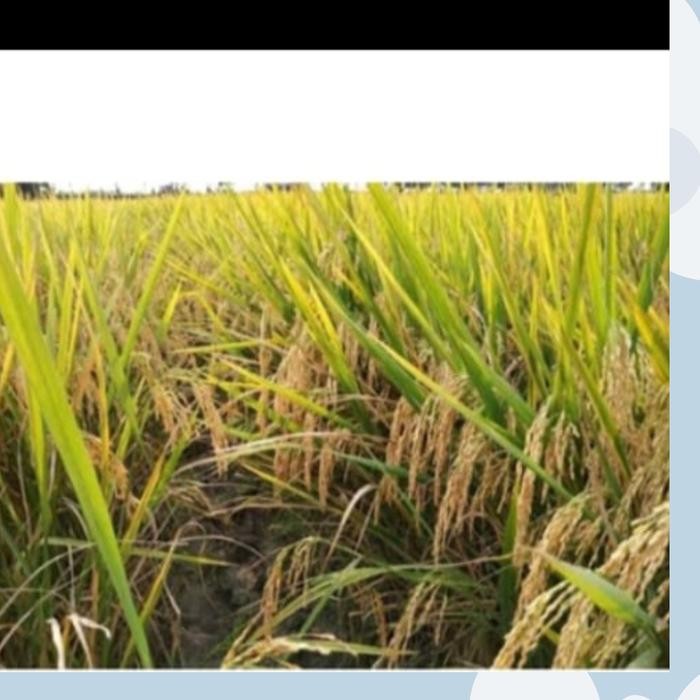 BENIH BIBIT PADI CAKRABUANA04 5KG