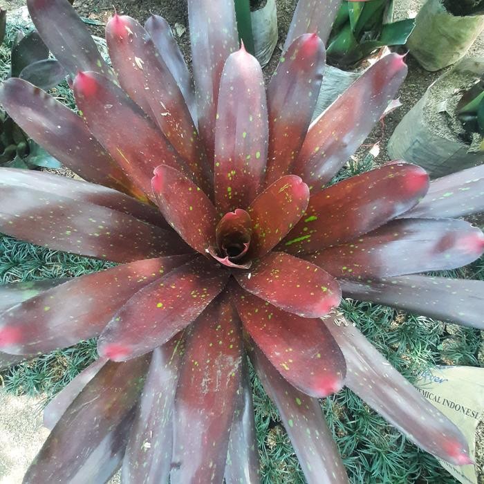tanaman hias bromelia mawar ukuran besar pohon bromelia mawar merah