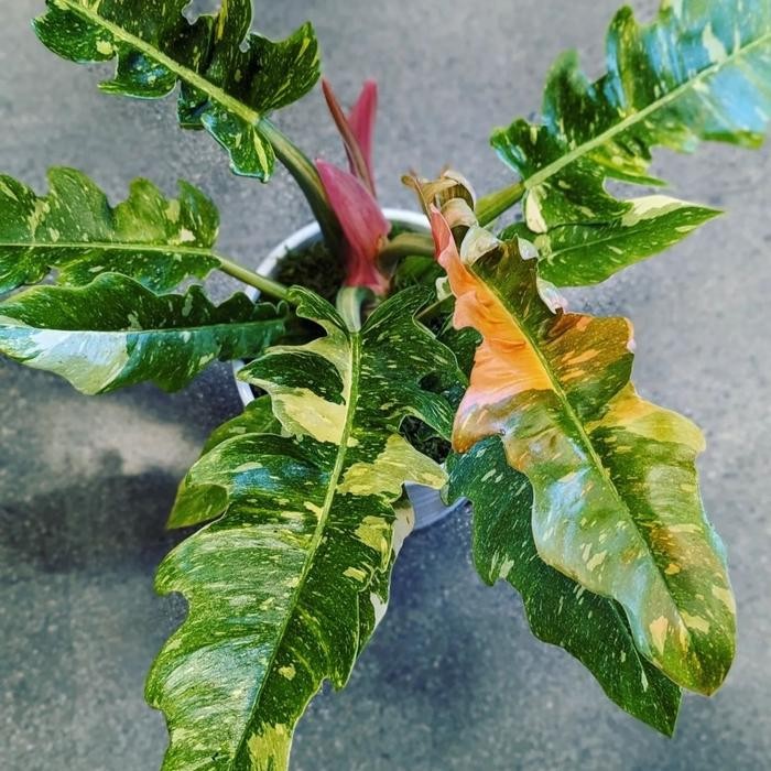 tanaman hias philodendron ring of fire pohon philo gergaji varigata