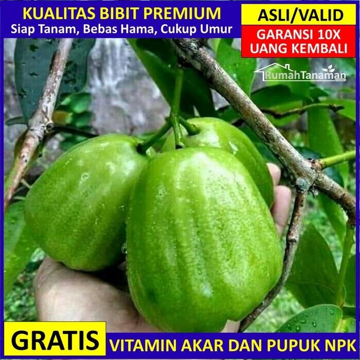 Bibit Jambu Air Kiojok ber, Pohon Jambu air Kyojok valid