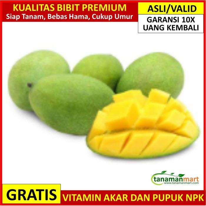 Bibit Mangga Manalagi Ber, Pohon Buah Simanalagi Cangkok