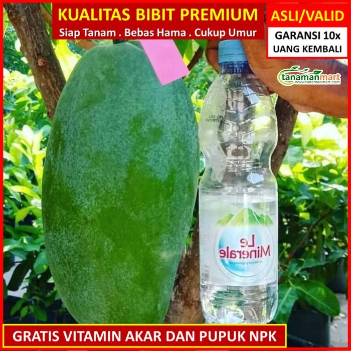 Bibit Mangga Kiojay Jumbo Tinggi 1 Meter Up