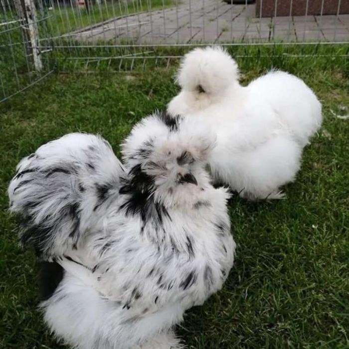 ayam american silkie Original