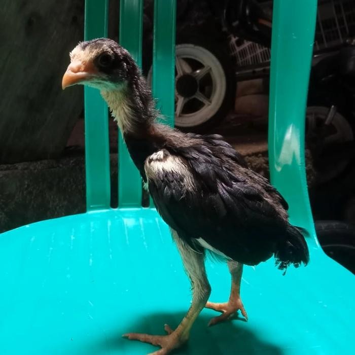 anak ayam bangkok original