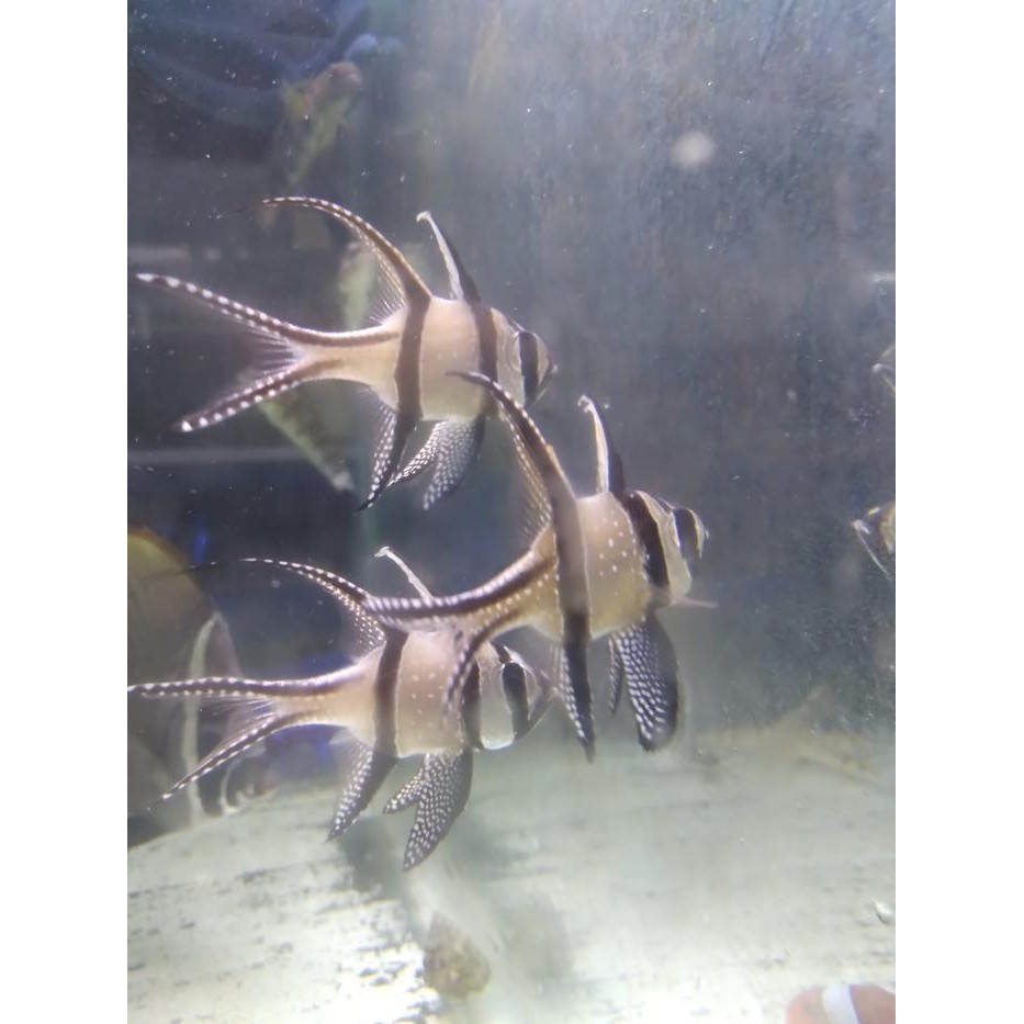 Pilihan- Capungan Ambon - Ikan Hias Aquarium Air Laut