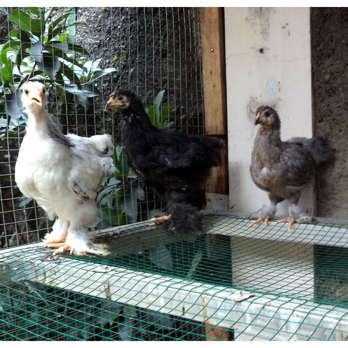 Doc ayam Brahma usia 1.5 bulan ( real foto dan video )
