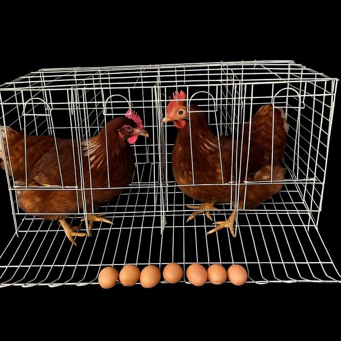kandang ayam petelur galvanis 4 ayam 4 pintu