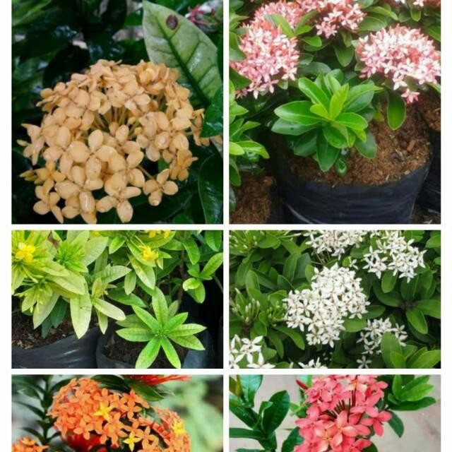 Paket 6 tanaman hias Asoka mini