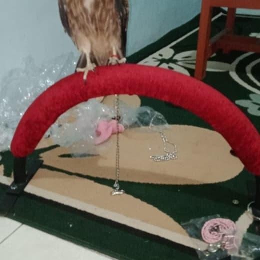 Kandang Burung Hantu Elang