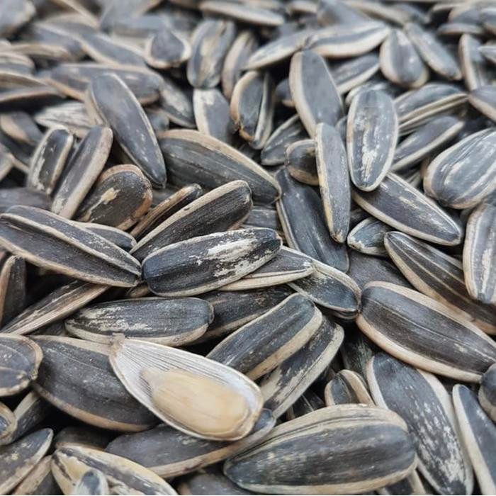 

Terbaru Kuaci Biji Matahari Import 500gr Sunflower Seed Premium