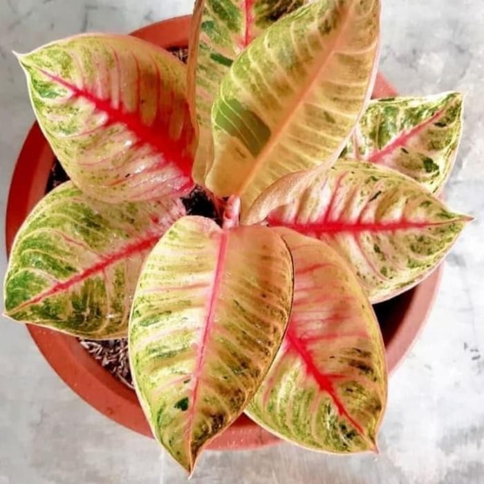 Tanaman hias aglonema moonlight - aglonema moonlight