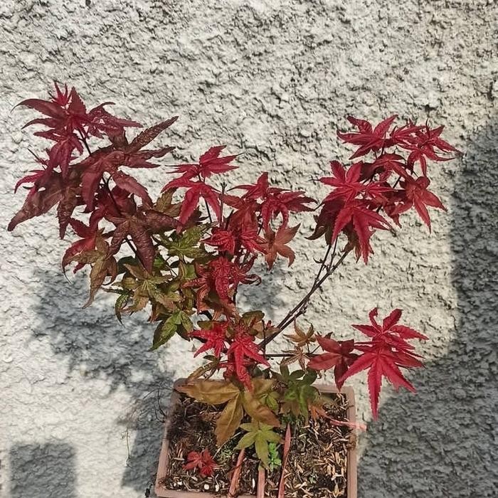 tanaman hias Japanese red maple // bibit bonsai red maple
