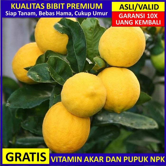 Bibit Jeruk Lemon California Asli Bergaransi, Pohon Jeruk Lemon Valid