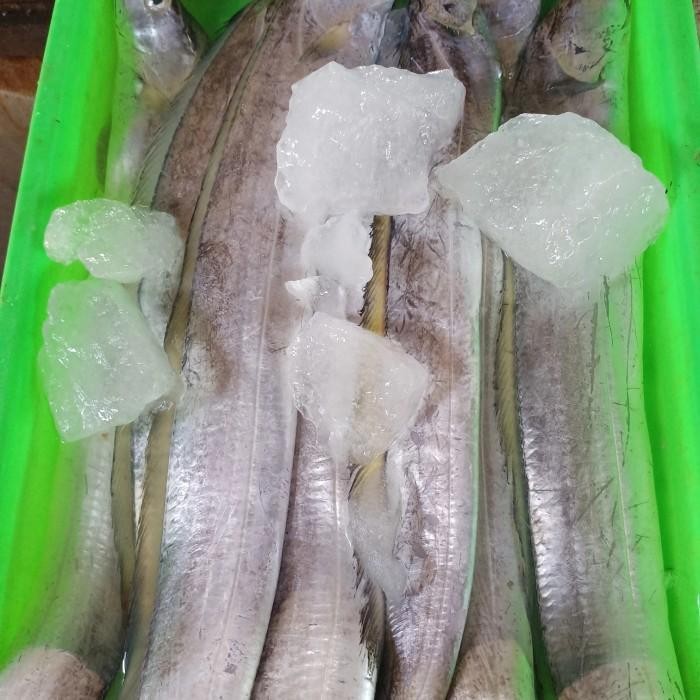 

(Expert) ikan layur fresh 1kg
