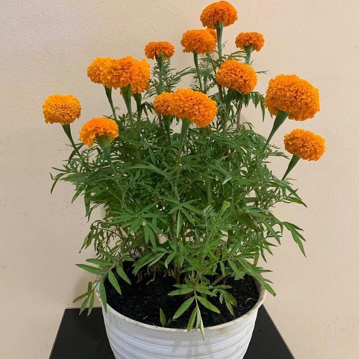 tanaman bunga marigold rimbun + pot putih