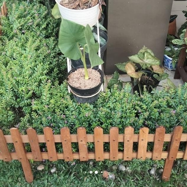 Terlaris Pagar Mini Dari Kayu Ulin