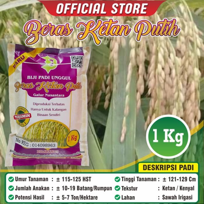 Terlaris Benih Padi Ketan Putih