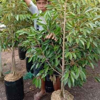Terlaris Bibit Buah Durian Bawor Kaki 3 Tinggi 2 Meter - Segera Berbuah