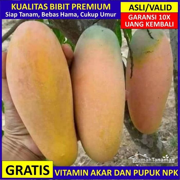 Terlaris Bibit Mangga Chokanan Asli Bergaransi, Pohon Mangga Cokanan Valid