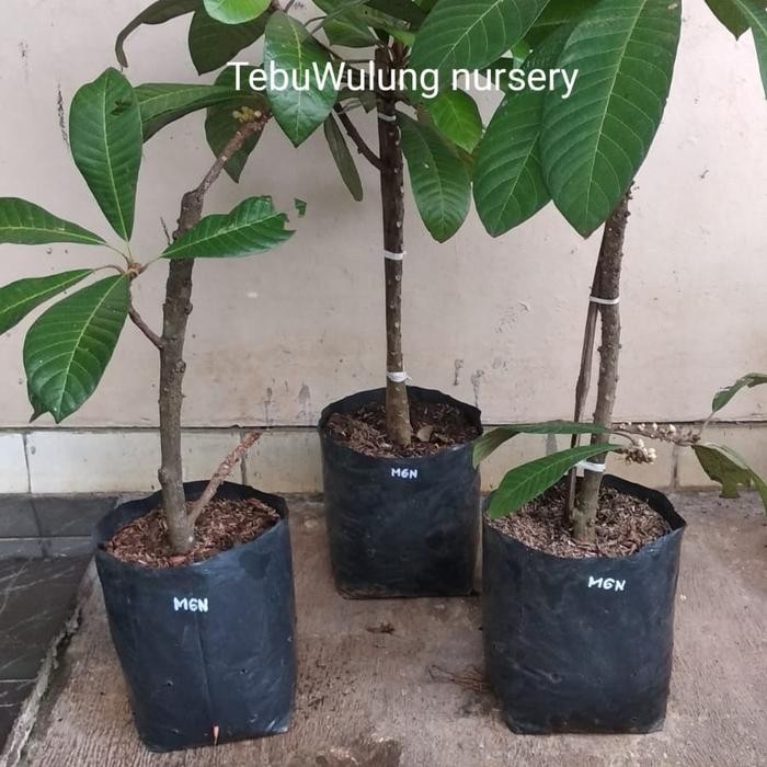 Terlaris Bibit Mamey Sapote Magana (Cangkok)