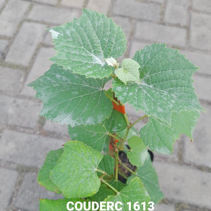 Terlaris Bibit Rootstock Anggur Import Couderc 1613