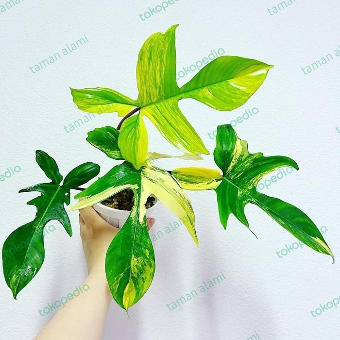 Gardening_Love Florida Beauty Variegata - Philodendron Florida Beauty Variegata