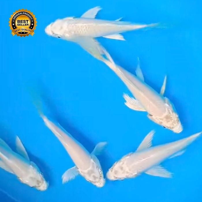 TERMURAH KOI PLATINUM KUALITAS GRADE A+ SIZE 18-20CM