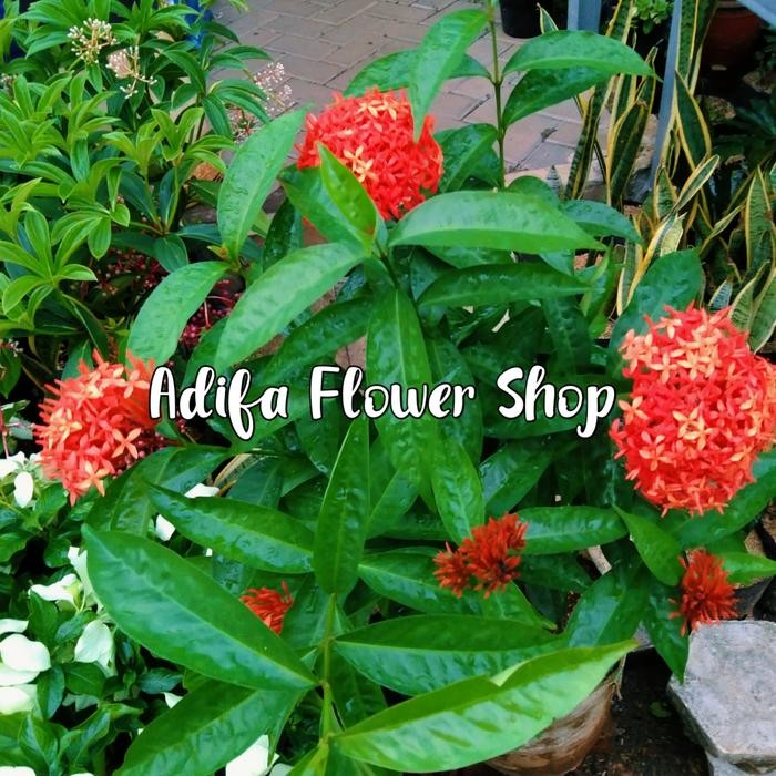 Gardening_Love Tanaman Asoka Besar King Warna Merah Asoka Holand