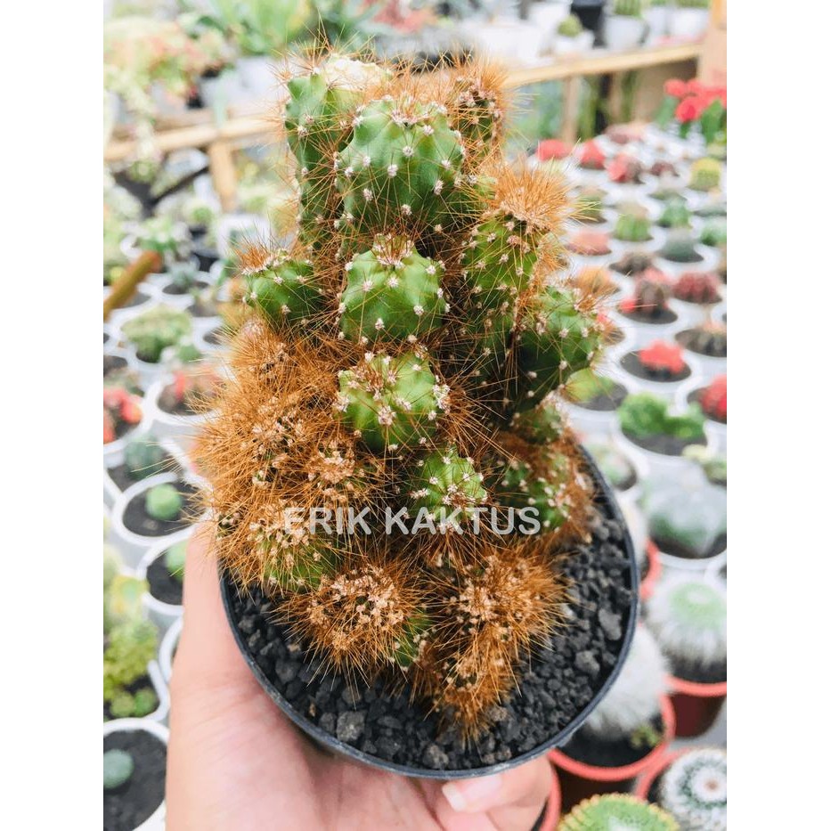 Terang Tani Kaktus Karang Cereus Cristata Ownroot - Bonus Pot