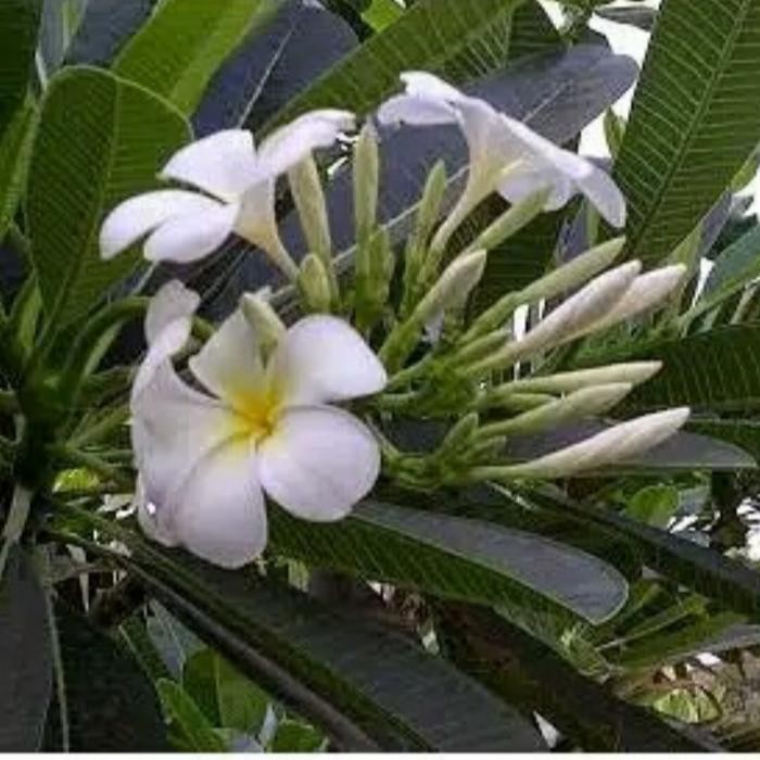 Terlaris Kamboja Bali Putih Salju Tinggi 1 Meter Sudah Berakar / Kamboja Bali