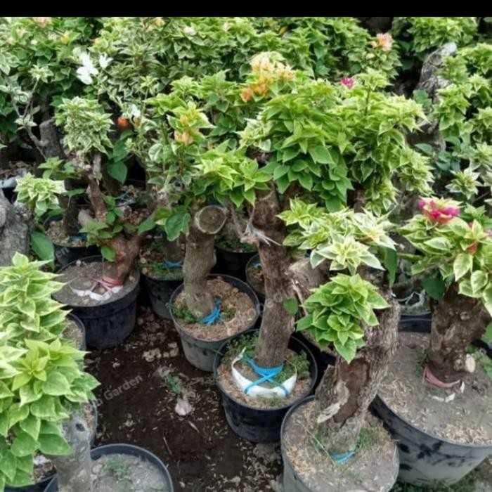 Terlaris Bunga Hias Bougenville 3 Warna Variegata Batang Besar/Jumbo